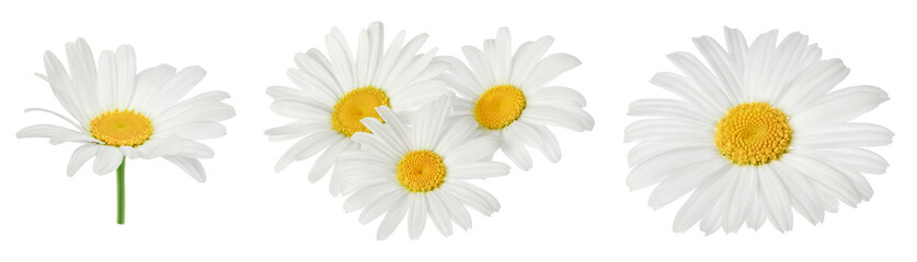 chamomile or daisies isolated on white background with full depth of field. Set or collection. - obrazy, fototapety, plakaty