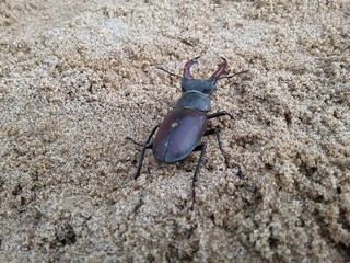 A deer beetle moves on the sand