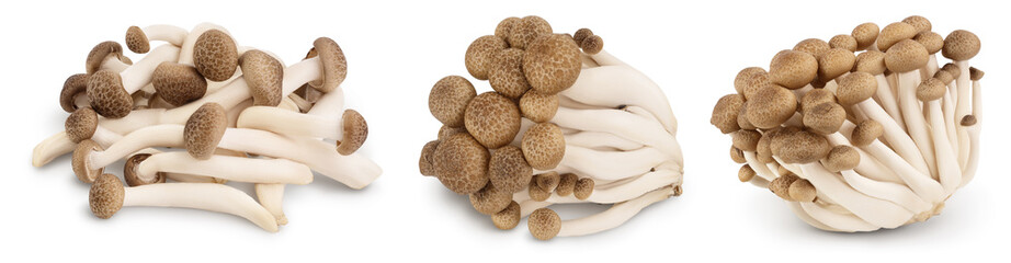 Brown beech mushrooms or Shimeji mushroom isolated on white background. Set or collection