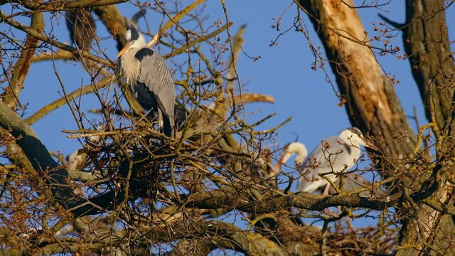 Grey heron (Ardea cinerea) taking off a branch in tree against blue sky