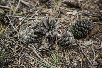 Dried pine cones