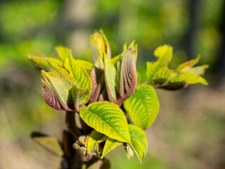 Close-up of a branch with blooming leaves in the spring in the park. Selective focus, blurred background. The concept of the arrival of spring and the revival of nature