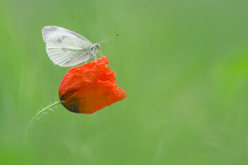 The Large White on poppy flower (Pieris brassicace)