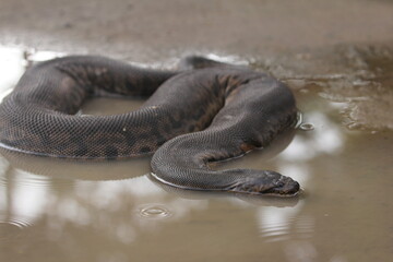 Elephant trunk snake or the Javan file snake, is non-venomous aquatic snakes.