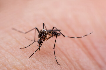 Mosquitoes are natural blood-sucking insects that inflict pain on human health, and biologically they carry malaria, dengue and Zika fever.