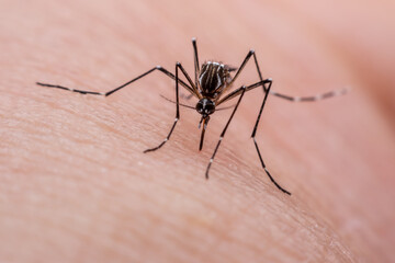 Mosquitoes are natural blood-sucking insects that inflict pain on human health, and biologically they carry malaria, dengue and Zika fever.