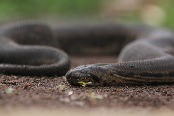 Elephant trunk snake or the Javan file snake, is non-venomous aquatic snakes.