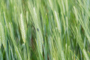 Close-up green ears of wheat