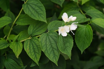 jasmine white flower