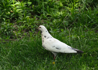 white dove on green