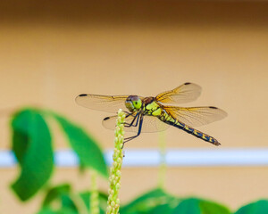 dragonfly on a branch