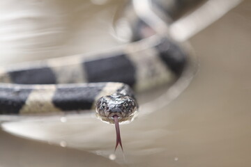 The banded krait is a species of highly venomous snakes found on the Indian Subcontinent and in Southeast Asia.