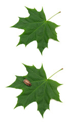 Fototapeta premium maybug with green maple leaf