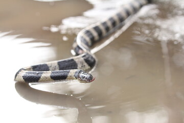 The banded krait is a species of highly venomous snakes found on the Indian Subcontinent and in...