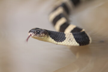 The banded krait is a species of highly venomous snakes found on the Indian Subcontinent and in Southeast Asia.