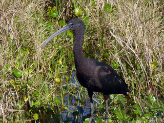 Glossy Ibis in Mating Plumage