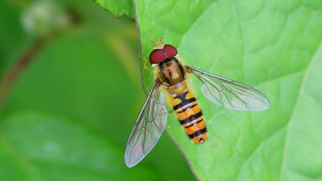 Marmalade Hoverfly, Episyrphus balteatus in habitat