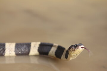 The banded krait is a species of highly venomous snakes found on the Indian Subcontinent and in Southeast Asia.