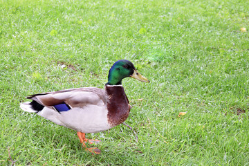 Mallard duck, Latin name Anas platyrhynchos on a lawn with field grasses.