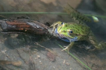 Green frog standing above water,
space for text