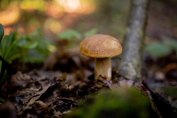 White mushrooms in the woods, on a background of leaves, bright sunlight. Boletus. Mushroom