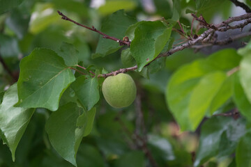 Organic green apricot hanging on tree branch