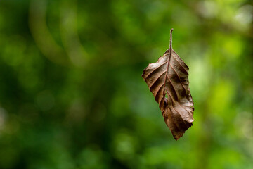 Foglia di albero, secca e morta, sospesa da un sottile filo di ragnatela. Vegetazione naturale in biotopo.