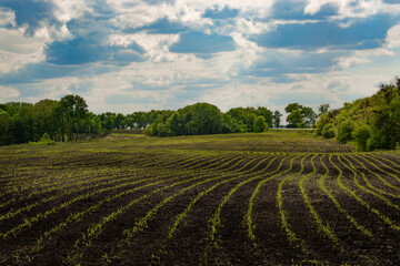 Wide angle view at young corn fields spring time somewhere in Ukraine