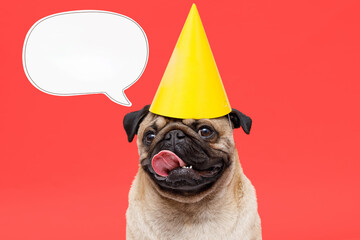 Portrait of cute puppy of the pug breed with party hat on head. Little smiling cheerful dog on red...