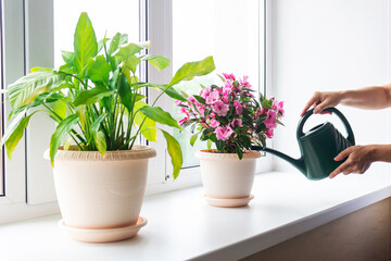 Cropped shot of women's hands watering a pink house plant in flowerpots with a green watering can...