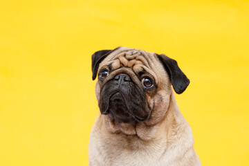 Portrait of adorable, happy dog of the pug breed. Cute smiling dog on yellow background. Free space for text.