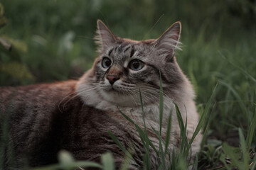 Fototapeta premium cat in grass