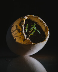 parsley plant in eggshell, home gardening and connecting with nature concept