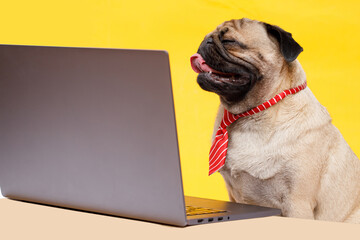 Portrait of happy dog of the pug breed office worker in a tie. Dog looking at laptop. Yellow background. Free space for text.