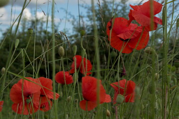 Obraz premium Field poppy. Papaver rhoeas Red poppy