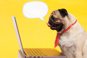 Portrait of happy dog of the pug breed office worker in a tie. Dog looking at laptop. Yellow...