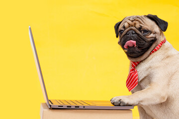 Portrait of happy dog of the pug breed office worker in a tie. Dog looking at laptop. Yellow...