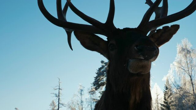 Silhouette of a red deer (Caspian red deer or maral) against the blue sky on a cold winter snowy day. Raising deer in their natural environment