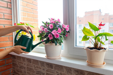 Cropped shot of women's hands watering a pink house plant in flowerpots with a green watering can on the windowsill. Interior. Decor. Sunny day