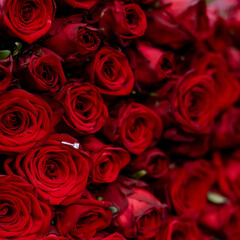 Engagement ring in red roses , gold ring with diamond