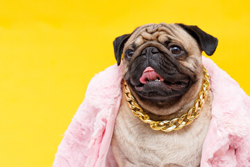 Portrait of adorable, happy dog of the pug breed wearing in fashion pink fur coat and a gold chain....