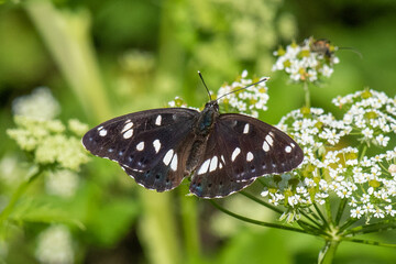 Nymphalidae / Akdeniz Hanımeli Kelebeği / Southern White Admiral / Limenitis reducta