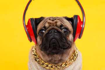 Portrait of adorable, happy dog of the pug breed. Cute smiling dog listening to music in headphones...