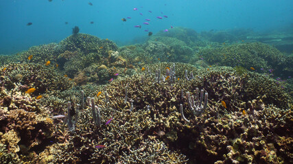 Fototapeta na wymiar Beautiful underwater world with coral reef and tropical fishes. Camiguin, Philippines. Travel vacation concept