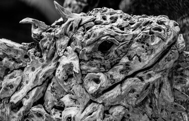 tree trunk with roots