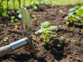 A chopper stuck in the ground next to a cucumber sprout.