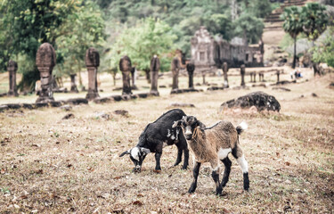 Sheep fed by villagers at Wat Phu, an ancient UNESCO World Heritage Site, Champasak Province, Lao