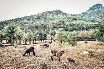 Fototapeta na wymiar Sheep fed by villagers at Wat Phu, an ancient UNESCO World Heritage Site, Champasak Province, Lao
