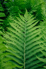 macro photo of green fern petals. The fern bloomed. Fern on a background of green plants. Beauty is in the little things