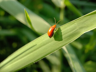 ladybug on green leaf